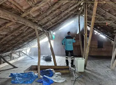 Trabzon'da Kahverengi Kokarcaların Yükselen Tehdidi!