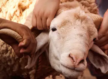 Kurban Bayramı'nda Küçükbaş Hayvan Tercihinin Faydaları Ortaya Çıktı