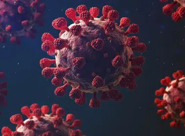 Kruvaziyer Gemisinde Hanta Virüsü Vakaları: Pandemi Riski Düşük