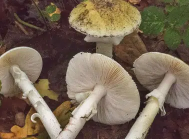 Bahar Yağmurları Mantar Artışını Teşvik Ediyor, Zehirlenmelere Dikkat!
