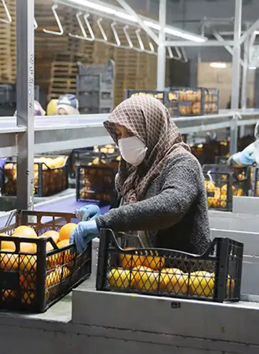 Saraylım Tarım, İflas Tehdidi Altında Konkordato Talep Etti