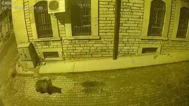 Aç Kalan Ayı, İnebolu Merkeziyle Sosyal Medyada Gündem Oldu