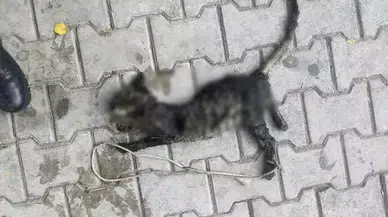 Gemlik'te Yavru Kedin Kayıp Kaderi, Hayvan Hakları Bilincini Yükseltti