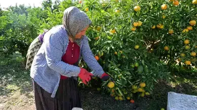 Adana'da Mandalina Fiyatları Düşerken, Marketlerde Yükseliş Sürüyor!