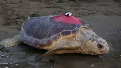 Yaralı caretta caretta Tuba, 7,500 km yol alarak Dalyan'a geri döndü!