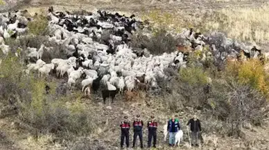 Sis Engeli: Beypazarı’ndaki Besicinin Zararına Jandarma El Attı!