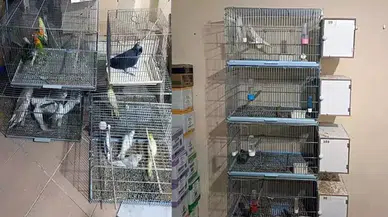 Çorlu'da Yasa Dışı Üretim: 41 Egzotik Papağan Ele Geçirildi