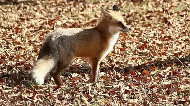 Gümüşhane’de Şehir Merkezine İnen Tilki Kameralara Böyle Yansıdı