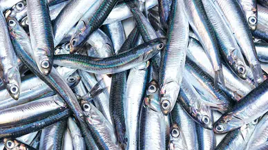 Trabzon’da hamsi krizi: Balıkçılar “denizde hamsi kalmadı” diyor