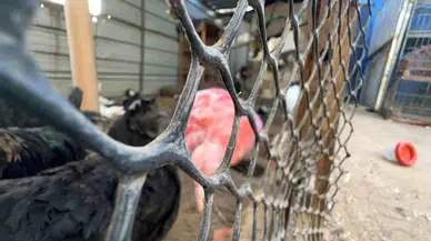 Gazze'de Savaşın Ortasında Hayvanlar İçin Umut Işığı