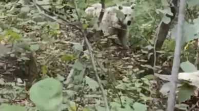 Rize'de Beyaz Ayı ve Yavruları Doğa Severlerin Gözdesi Oldu