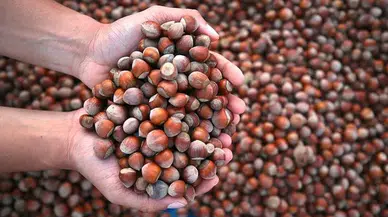 Fındık Fiyatları Stabil, Giresun Kalite 305 TL İle Dikkat Çekiyor!