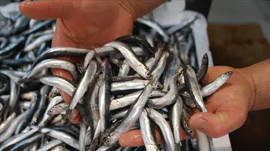Karadeniz'de Hamsi Bolluğu: Fiyatlar Düştü, Tüketici Seviniyor!