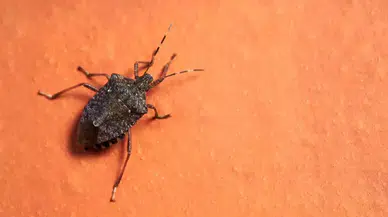 Kahverengi Kokarca Zararlısı Türkiye'de Gıda Güvenliğini Tehdit Ediyor