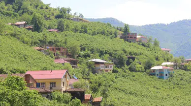 Araklı'da Ayı Saldırısı: Arıcının Yıllık Geliri Bir Gece Yok Oldu