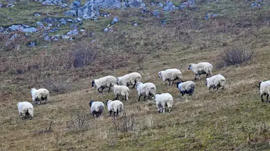 Saveriksa Yaylası'nda Besicilerin Kış Hazırlıkları Devam Ediyor