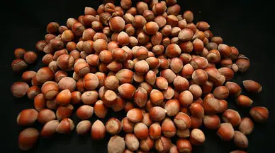 10 Kasım 2025 Fındık Fiyatları: Serbest Piyasada Yükseliş Sürüyor