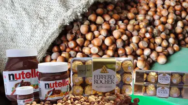 Fındık Pazarındaki Oynaklık Üreticilerde Endişe Yaratıyor!