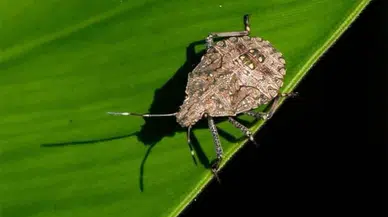 Karadeniz Bölgesi'nde Kokarca Popülasyonu İki Katına Çıktı!