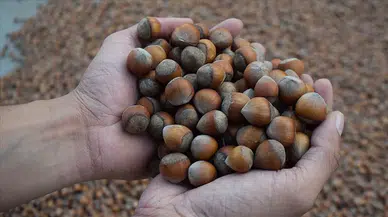 Fındık Fiyatları 12 Kasım'da Düştü, Piyasalarda Belirsizlik Hakim!