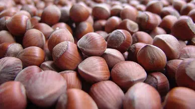 Fındık İhracatında Düşüş: Türkiye'nin Ekonomisi ve Üreticiler Endişeli