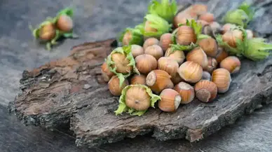 Fındık Fiyatlarında Ani Düşüş: Üreticiler ve Yatırımcılar Endişeli