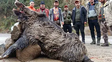 Araklı'da Yaban Domuzu Avı: 300 Kilogramlık Dev Domuz Yakalandı
