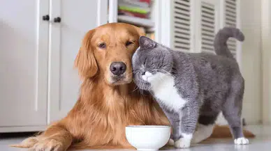 Evlilik Hayvan Kimliklendirme Süresi 2025'te Son Bulacak