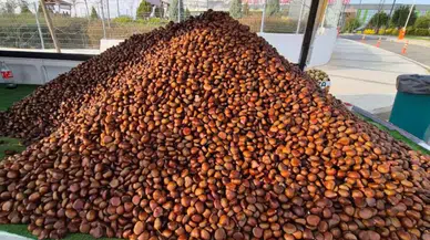 Kış Geldi, Sokaklar Kestane Koktu: Fiyatlar 175 Liraya Yükseldi!