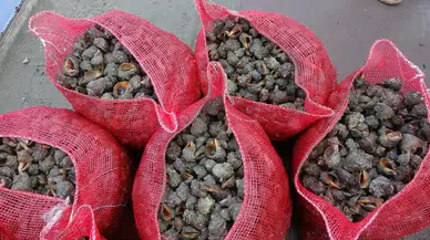 Karadeniz'de Yabancı Türler Ekosistemi Tehdit Ediyor