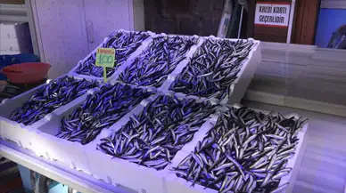 Karadeniz'de Hamsinin Göç Yolları Değişiyor, Geleceği Tehdit Altında!