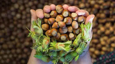 Trabzon'un Fındık İhracatı 2023'te Miktar Ve Değer Açısından Düştü