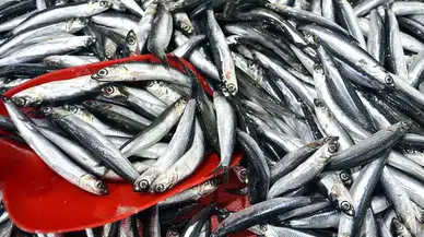 Trabzon'da Balıkçılık Denetimlerinde 3 Milyon TL Ceza