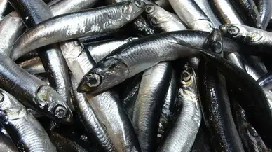 Türkiye'nin Hamsi İhracatında Avrupa'da Rekor Artış: Belçika Öne Çıktı