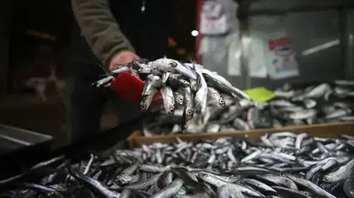 Türkiye'nin Hamsi İhracatı 2025'te Yüzde 7 Artışla Rekor Kırdı