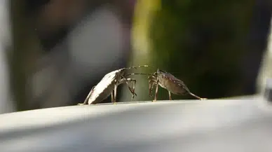 Kahverengi Kokarca: Bahar Aylarında Tarımda Büyük Tehlike Oluşturuyor!