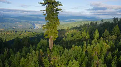 Trabzon'da Orman Alanlarının Daralması Çevresel Sorunları Artırıyor