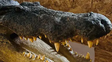 Trabzon Limanı'nda 19 Yaban Hayvanı Trofesi Kaçakçılığı