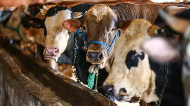 2026 Yılı Kurban Hizmetleri Yönetmeliği Yayınlandı!