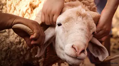 Kurban Bayramı'nda Küçükbaş Hayvan Tercihinin Faydaları Ortaya Çıktı
