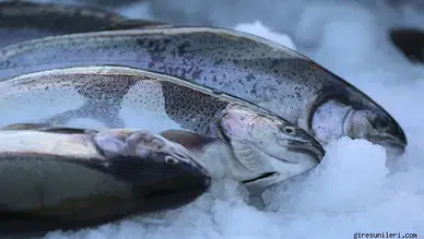 Doğu Karadeniz'den Somon İhracatı 152 Milyon Doları Geçti