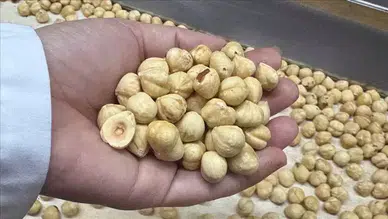 Türkiye, Fındık İhracatında 351 Milyon Dolar Gelir Elde Etti