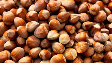 Trabzon'da Fındık Piyasasında Yeni Fiyatlar Belirlendi!