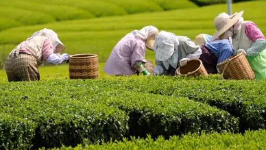 Türkiye'de Çay Rekoltesinde Düşüş: Üreticiler Endişeli!