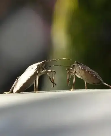 Kahverengi Kokarca: Bahar Aylarında Tarımda Büyük Tehlike Oluşturuyor!