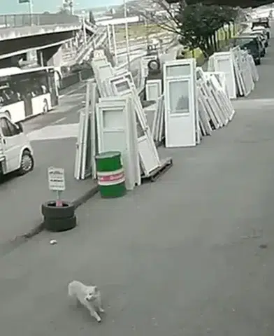 Üniversite Öğrencisi Kaçış Denemesi Sırasında Otobüsle Çarpıştı