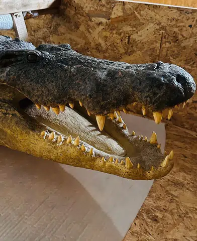 Trabzon Limanı'nda 19 Yaban Hayvanı Trofesi Kaçakçılığı