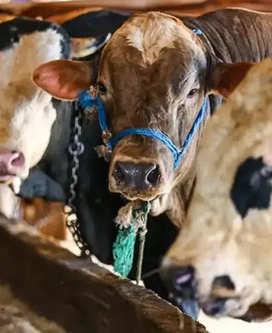 2026 Yılı Kurban Hizmetleri Yönetmeliği Yayınlandı!