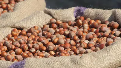 Fındık Fiyatlarında Gerileme Nedenleri ve Üreticiye Etkisi