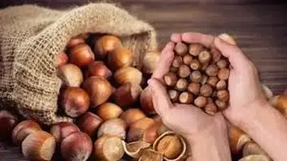 Trabzon'da Fındık Üretimi İçin Modern Kurutma Tesisi Projesi Başlıyor